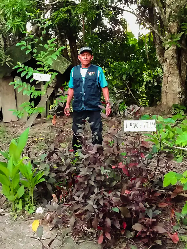 plantas medicinales amazonicas en pandemia